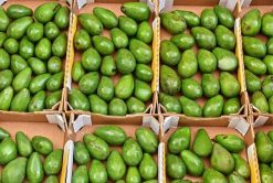 Packed Fresh Avocado from Vietnam by Agrifood Link VN