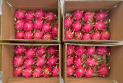 Packed Fresh Dragon Fruit from Agrifood Link VN for Export