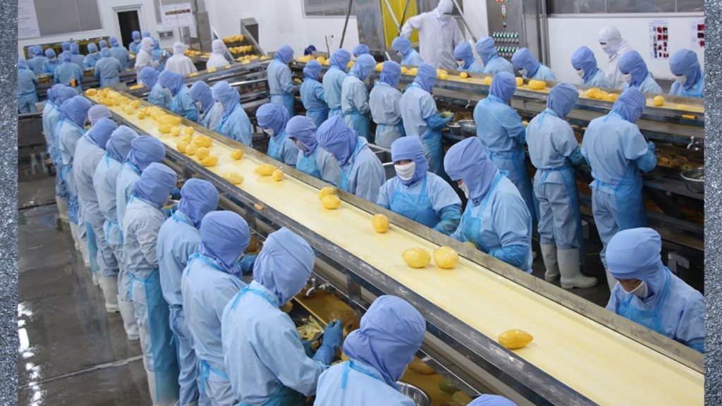 Vietnam agricultural sourcing service showcasing premium agricultural products.