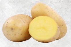 Prime Fresh Potato from Vietnam by Agrifood Link VN