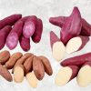 Prime Fresh Sweet Potato from Vietnam by Agrifood Link VN