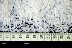 ST25 Rice Size Inspection from Vietnam – Agrifood Link VN