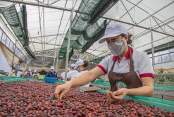 Arabica Coffee Beans Sun-Drying in Vietnam – Agrifood Link VN