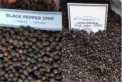 Black Pepper Before Packing from Vietnam – Agrifood Link VN