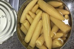 Canned Baby Corn Packing Process in Vietnam – Agrifood Link VN