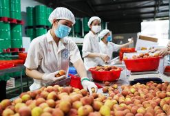 Canned Lychee Production Team in Vietnam – Agrifood Link VN