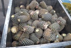 Canned Pineapple Raw Material In Vietnam – Agrifood Link VN