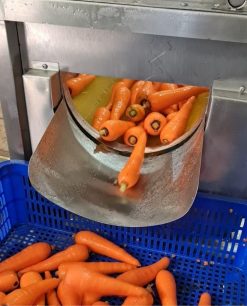 Fresh Carrot Before Packing from Vietnam – Agrifood Link VN
