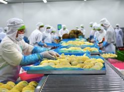 Durian Production by Workers in Vietnam – Agrifood Link VN