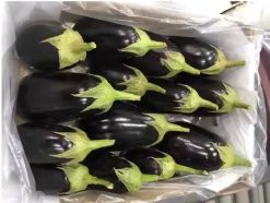 Fresh Eggplant Post-Packing from Vietnam – Agrifood Link VN