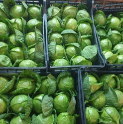 Fresh Cabbage Before Packing from Vietnam – Agrifood Link VN