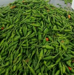 Fresh Chili Before Packing from Vietnam – Agrifood Link VN