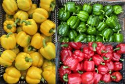 Fresh Pepper After Packing from Vietnam – Agrifood Link VN