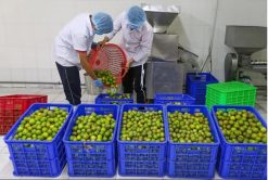 Fresh Lime Production by Workers in Vietnam – Agrifood Link VN