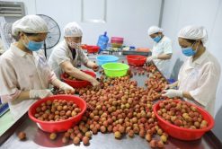 Fresh Lychee Production by Workers in Vietnam – Agrifood Link VN