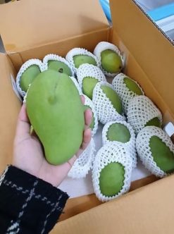Fresh Mango Before Packing from Vietnam – Agrifood Link VN