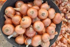 Fresh Onion Before Packing from Vietnam – Agrifood Link VN
