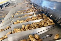 Fresh Potato Production by Workers in Vietnam – Agrifood Link VN