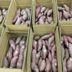 Fresh Sweet Potato After Packing from Vietnam – Agrifood Link VN