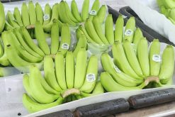 Frozen Banana Raw Material from Vietnam – Agrifood Link VN