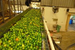 Frozen Calamansi Production Team in Vietnam – Agrifood Link VN