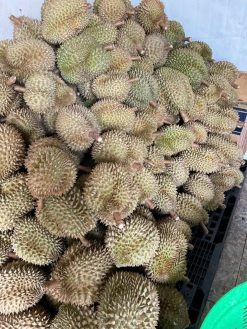 Frozen Durian Production by Workers in Vietnam – Agrifood Link VN