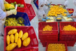 Frozen Mango Production Team in Vietnam – Agrifood Link VN