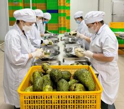Frozen Soursop production line in Vietnam
