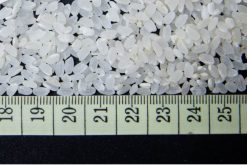 Japonica Rice Size Inspection from Vietnam – Agrifood Link VN