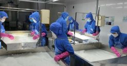 Nata De Coco Production Team in Vietnam – Agrifood Link VN