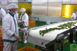 Pickled Cucumber Production Team in Vietnam – Agrifood Link VN
