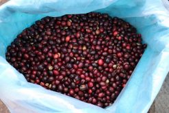 Raw Robusta Coffee Beans from Vietnam – Agrifood Link VN
