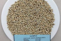 White Pepper Before Packing from Vietnam – Agrifood Link VN