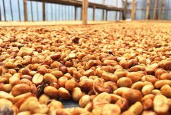 Arabica Coffee Beans Mechanical Drying in Vietnam – Agrifood Link VN