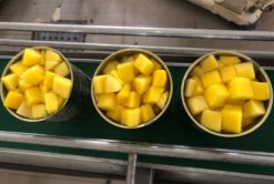 Canned Mango In Syrup Production Team – Vietnam Agrifood Link VN