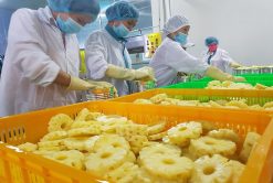 Canned Pineapple Production Team Vietnam – Agrifood Link VN