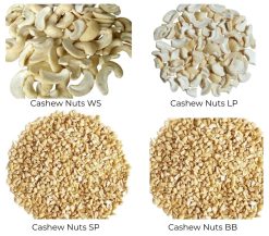 Cashew Nuts Raw Kernel Size Comparison 2 – Vietnam Agrifood Link VN