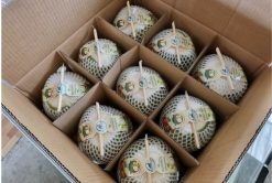 Fresh Young Coconut After Packing from Vietnam – Agrifood Link VN