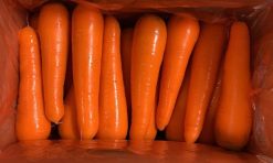Fresh Carrot After Packing from Vietnam – Agrifood Link VN