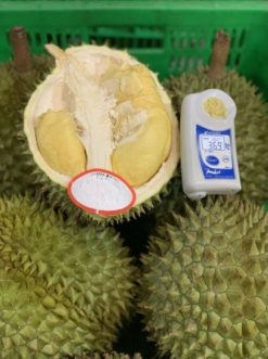 Fresh Durian Brix Testing from Vietnam – Agrifood Link VN