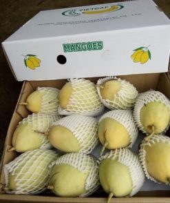 Fresh Mango After Packing from Vietnam – Agrifood Link VN
