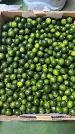 Frozen Calamansi Quality Control in Vietnam – Agrifood Link VN