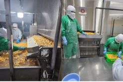 Frozen Mango on IQF Line in Vietnam – Agrifood Link VN