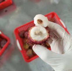 Frozen Rambutan Quality Check from Vietnam – Agrifood Link VN