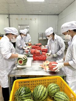 Frozen Water Melon Production Team Vietnam – Agrifood Link VN