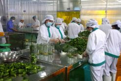 Pickled Cucumber Packing Process Vietnam – Agrifood Link VN