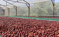 Drying Robusta Coffee Beans in Vietnam – Agrifood Link VN