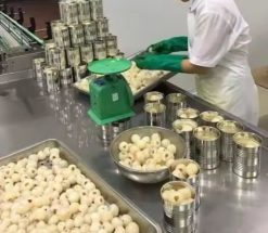 Canned Lychee Packing Process in Vietnam – Agrifood Link VN