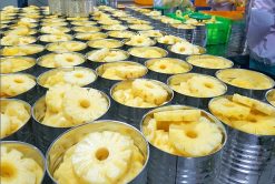 Canned Pineapple Packing Process Vietnam – Agrifood Link VN