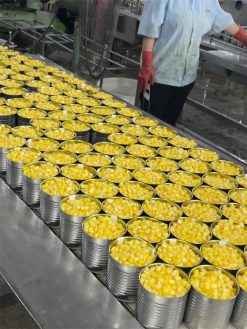 Canned Sweet Corn Packing Process in Vietnam – Agrifood Link VN